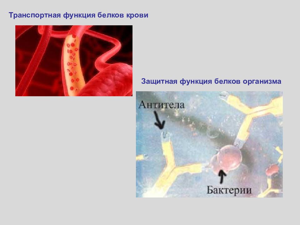 Защитная функция белка. Транспортная функция белков крови. Защитная функция белков. Защитная функция белков крови. Транспортные белки крови.