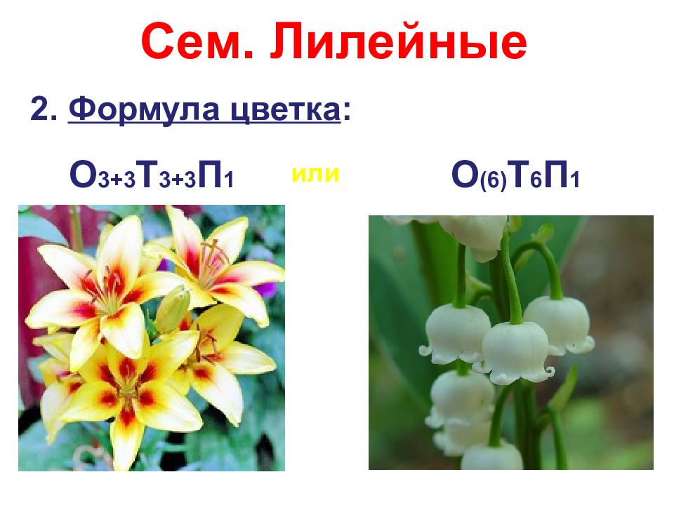 Растения семейства лилейные картинки