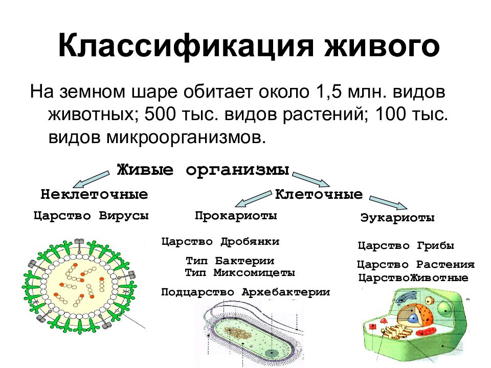 Характеристика царства животных 5 класс биология пасечник презентация