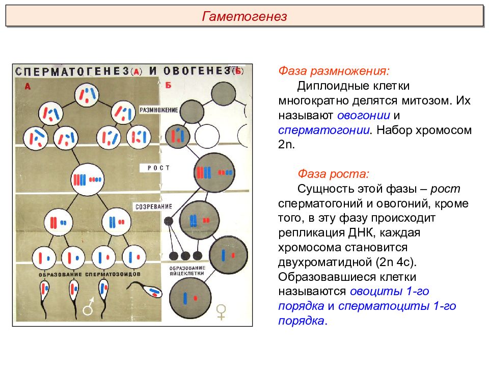 Гаметогенез и овогенез презентация