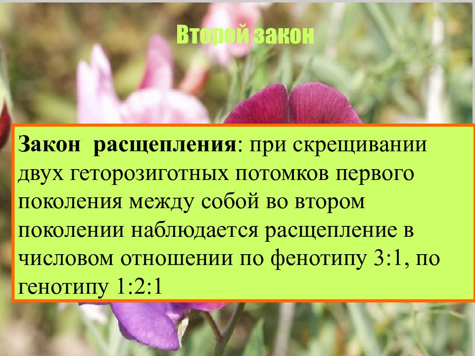 Анализирующее скрещивание расщепление. При скрещивании двух потомков первого поколения между собой. Расщепление это в биологии. Расщепление это в биологии 5 класс. Пропущенные слова по генотипу.