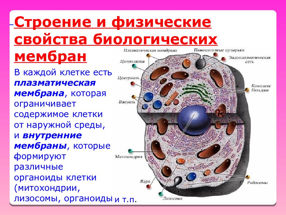 Размер органоидов клетки. Плазматическая мембрана строение органоида. Структура клетки плазматическая мембрана. Строение и функции плазматической мембраны и цитоплазмы.