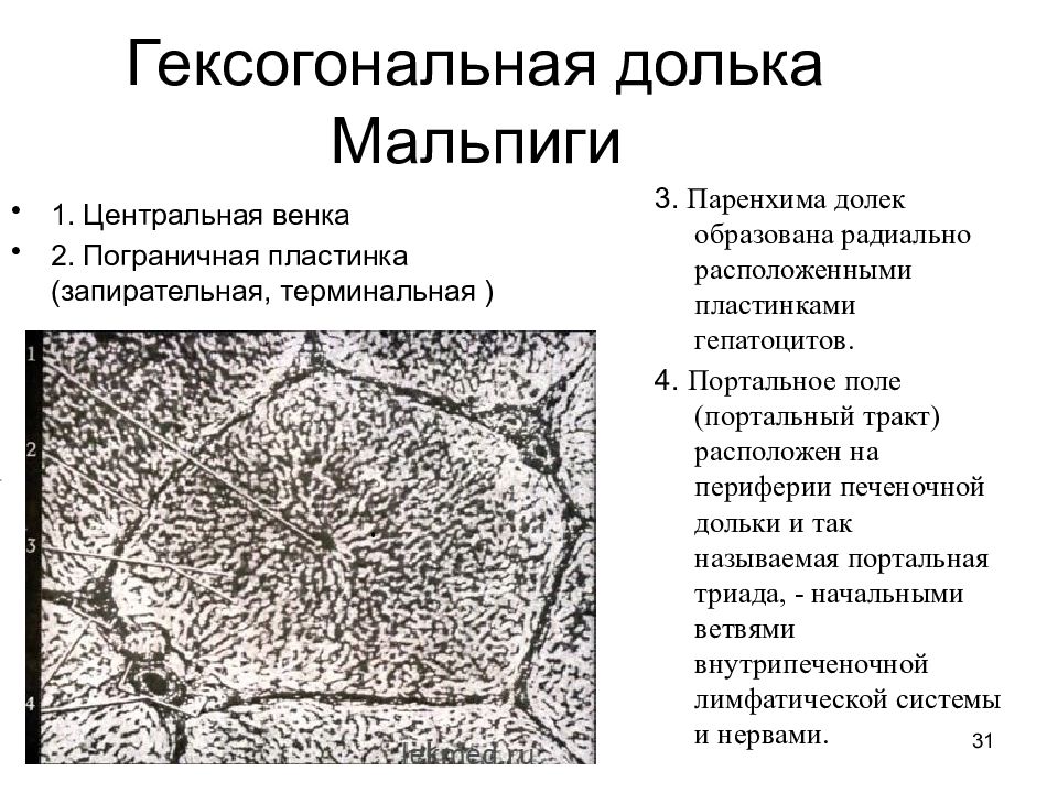 Паренхима печени это. Долька печени портальный тракт. Портальный тракт печени гистология. Строение печени портальный тракт. Пограничная пластинка гепатоцитов.