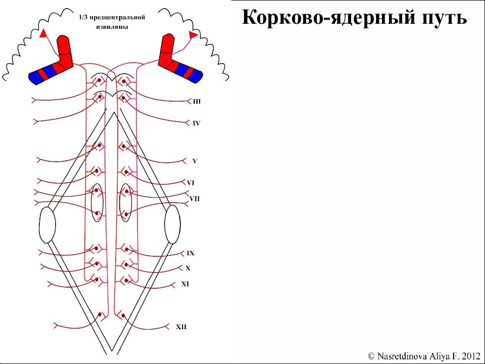 Схема кортико нуклеарного пути