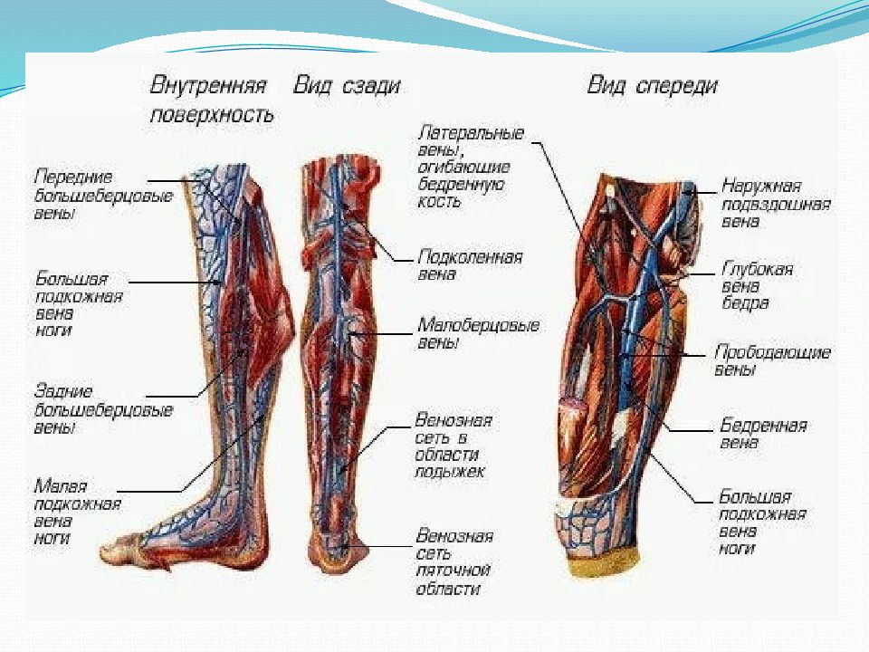 Крупные сосуды