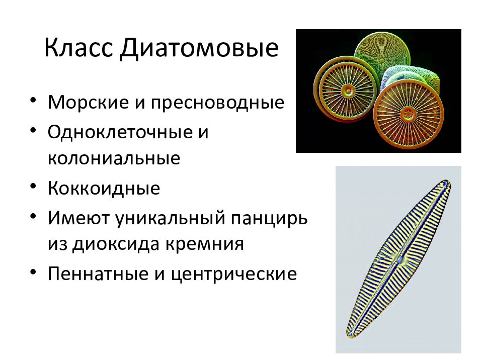 Диатомовые водоросли презентация