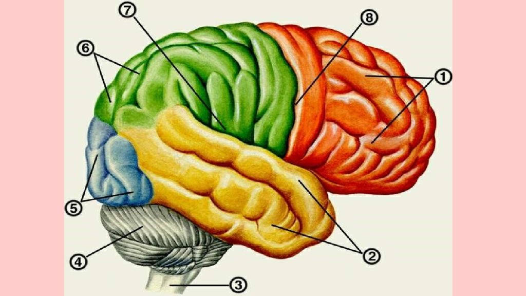 Презентация полушария головного мозга 8 класс презентация