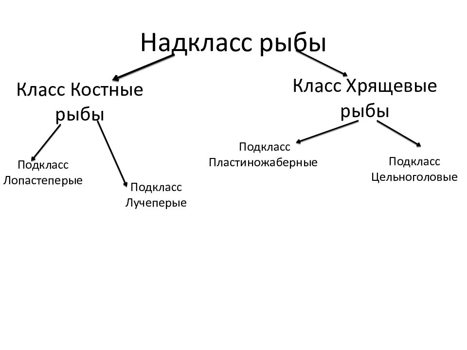 Заполните пробелы в схеме соответствующими ответами надкласс рыбы