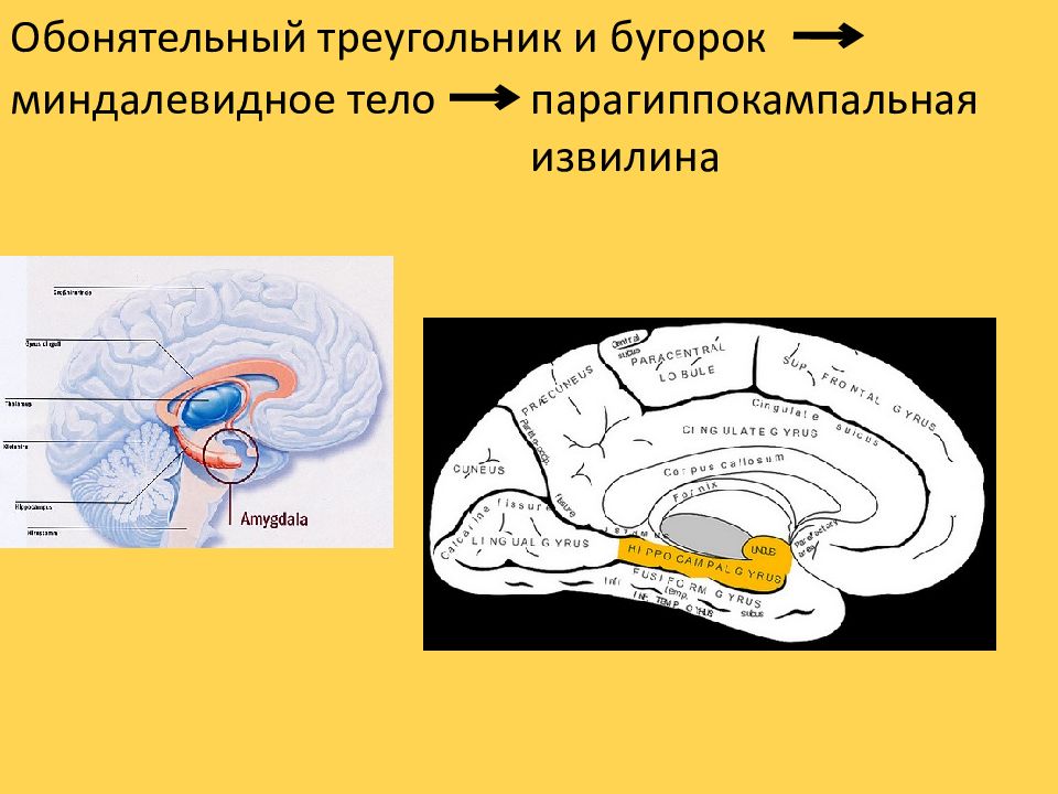 Обонятельный мозг презентация