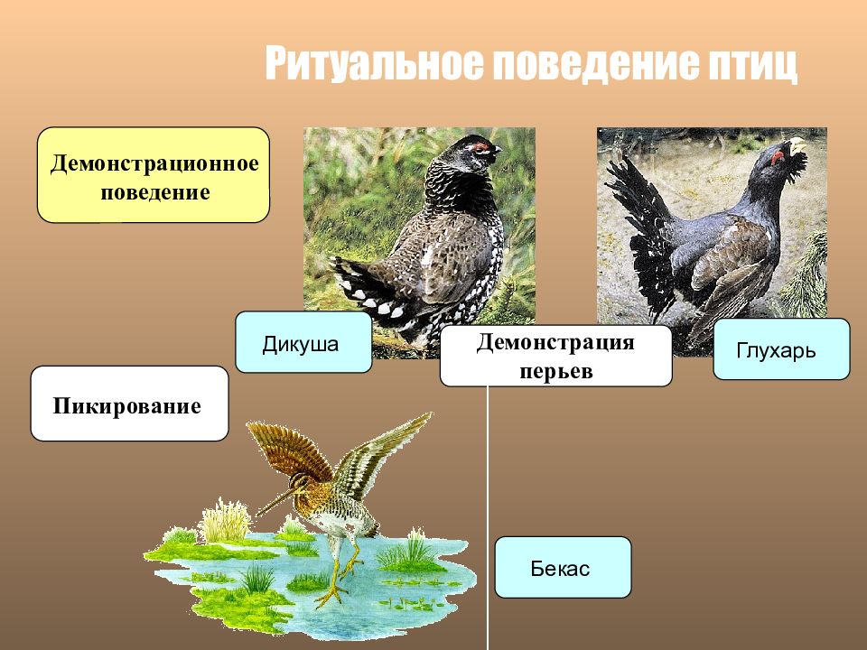 Брачное поведение птиц презентация