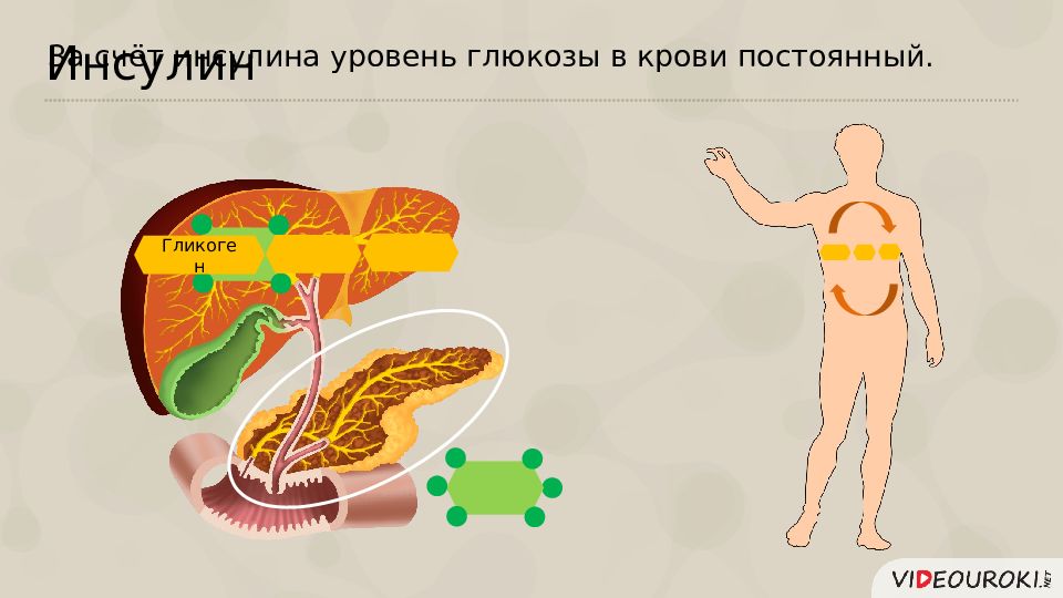 Обмен веществ гормоны. Роль гормонов в обмене веществ росте и развитии организма сообщение. Роль гормонов в обменных процессах презентация. Доклад на тему роль гормонов в обмене веществ. Роль гормонов в организме презентация.