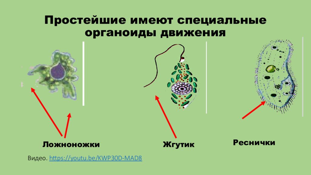 Какие клетки способны образовывать ложноножки