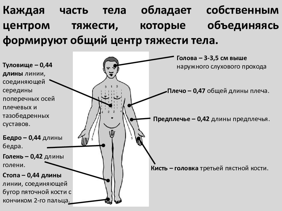 Суставы головы. К чему относится голова шея туловище конечности. Галоневусы туловища и конечностей. Пороки развития укороченная шея и туловище относительно конечностей.