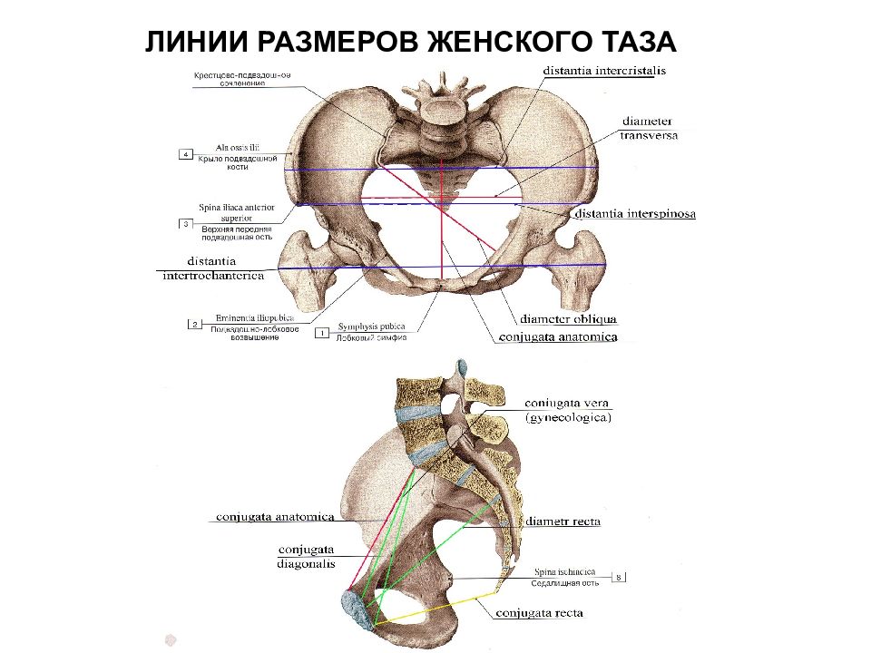 Кости таза схема