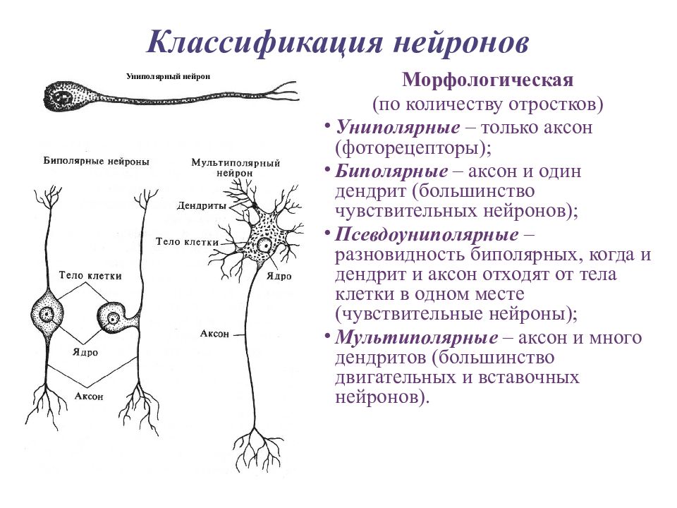 Схема классификация нейронов