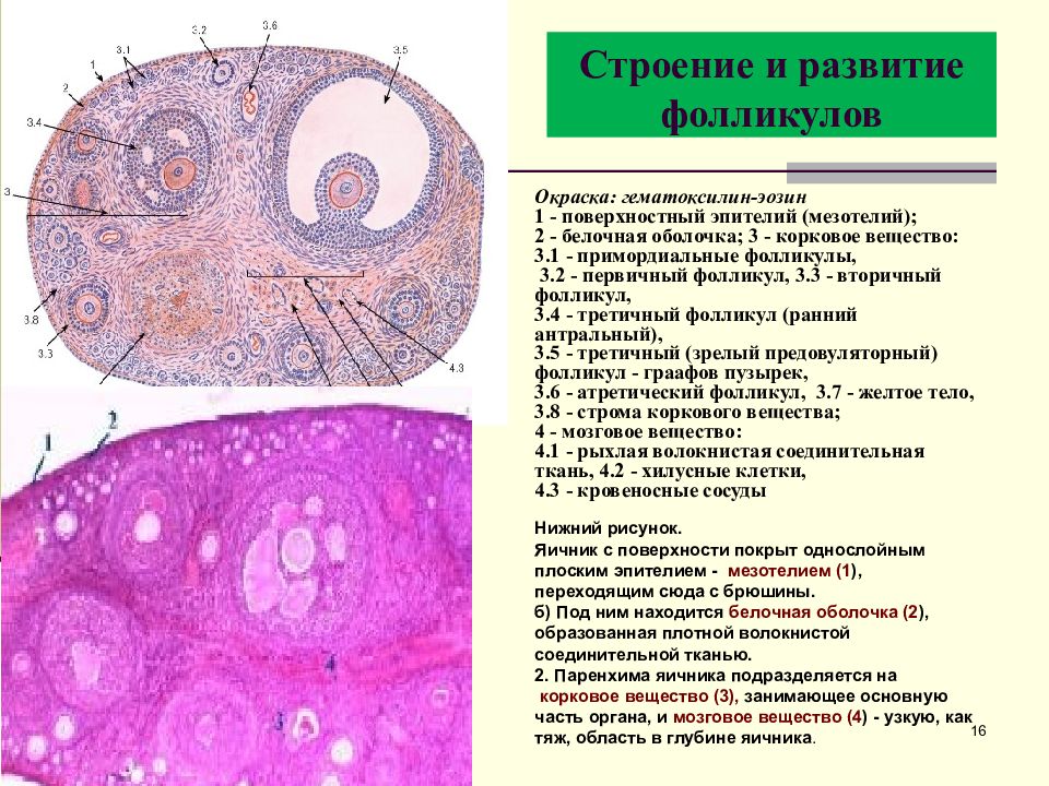 половая система какая ткань. половая система какая ткань. половая система какая ткань. строение половой системы человека схема. схема строения половой системы животных.