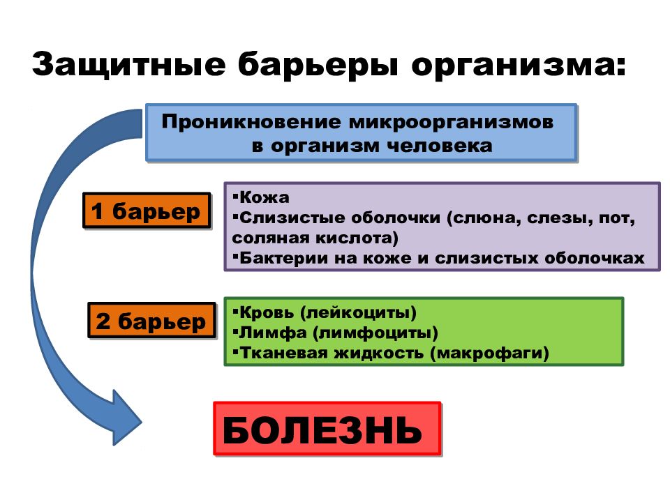 Презентация по биологии 8 класс борьба организма с инфекцией иммунитет