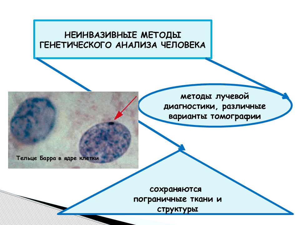 Тельце барра. Неинвазивные методы лучевой диагностики. Тельце Барра генетическая. Тельце Барра в ядре клетки. Метод Барра в генетике.