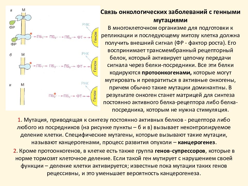 Раковая связь. Функции генов-супрессоров клеточного деления. Мутация при репликации. Стимуляция мутаций. Генные мутации схема.