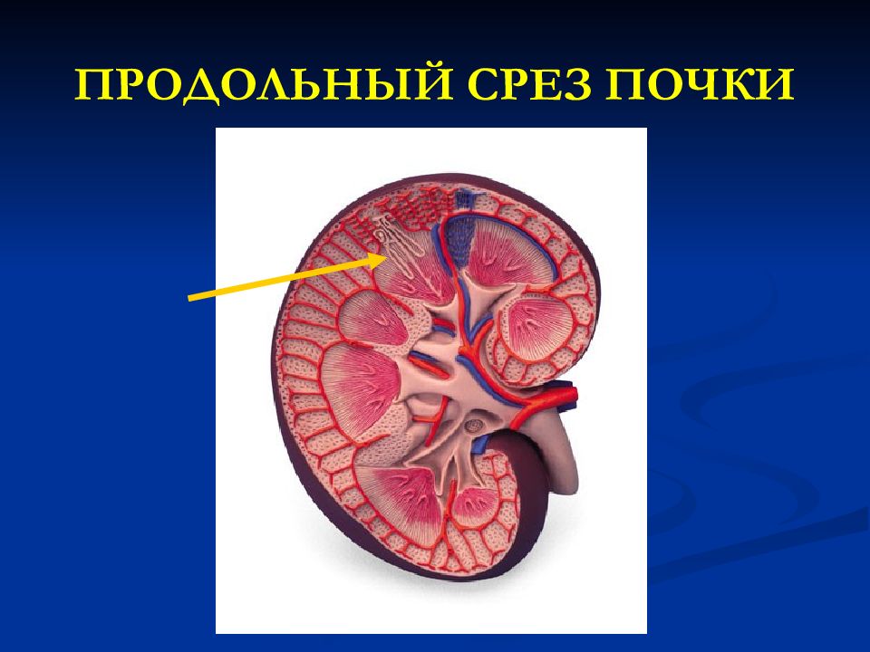 Продольный срез. Поперечный срез почки. Строение почки на срезе. Продольный срез почки. Продольный разрез почки.