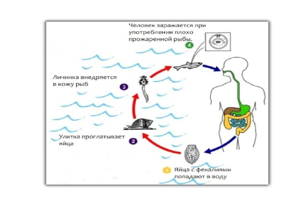 Описторхоз патогенез. Описторхоз жизненный цикл. Описторхоз схема цикла развития. Жизненный цикл описторхоза схема.