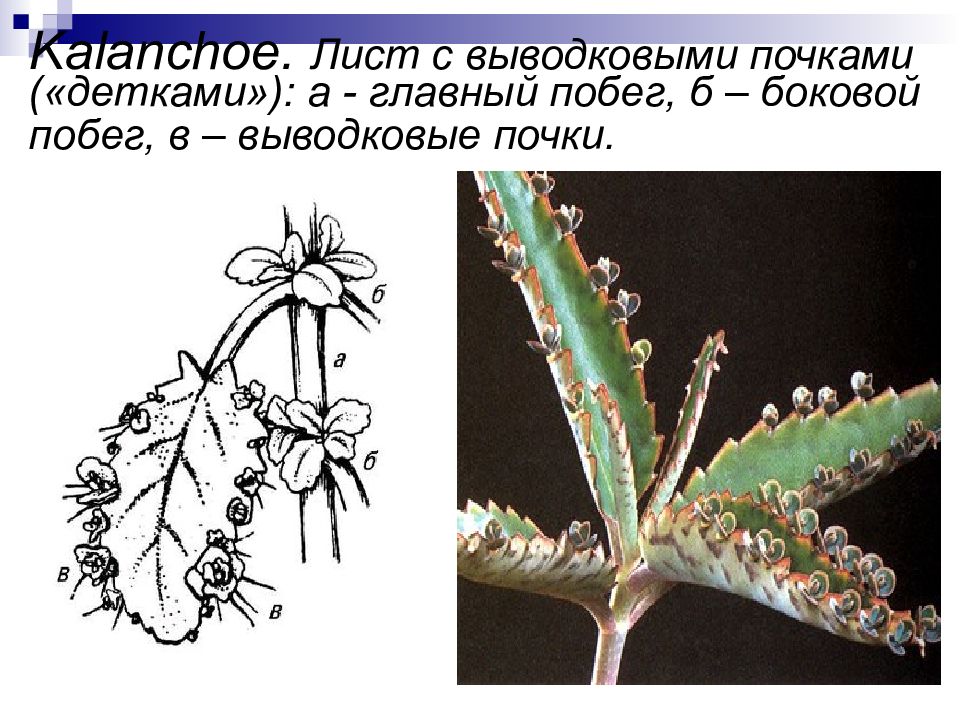 Придаточные почки рисунок