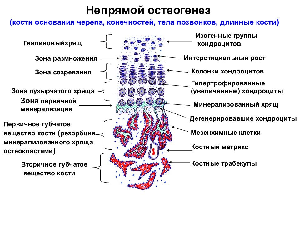 Непрямой остеогенез. Основные этапы непрямого остеогенеза схема. Стадии непрямого остеогенеза гистология. Типы окостенения гистология. Типы остеогенеза гистология.