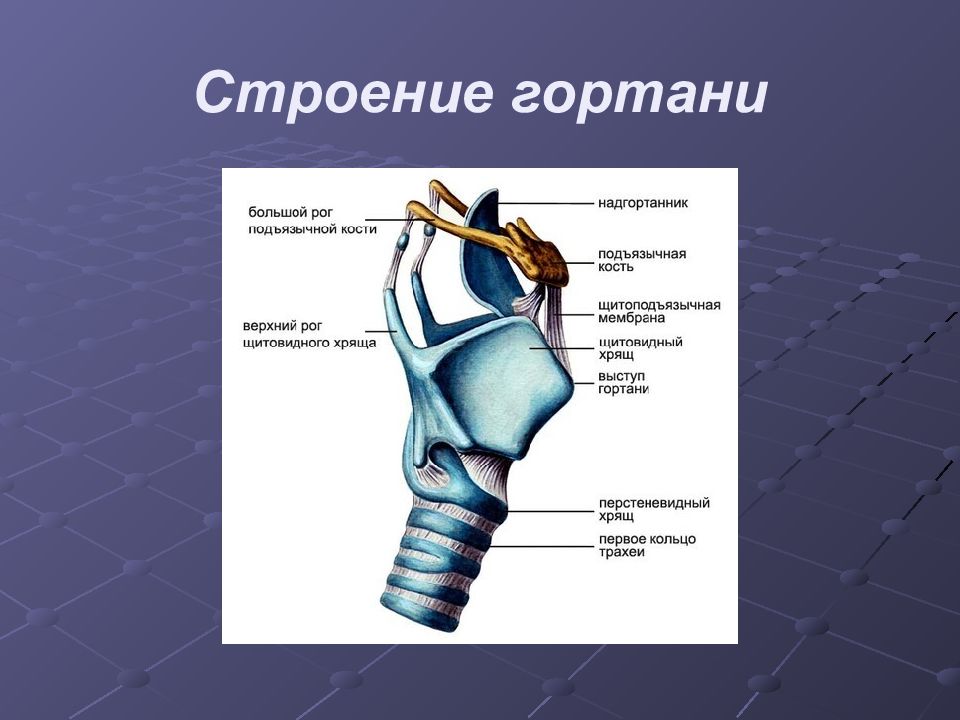 Строение горла. Дыхательная система гортань строение. Строение горла надгортанник. Строение гортани человека. Строение гортани анатомия.