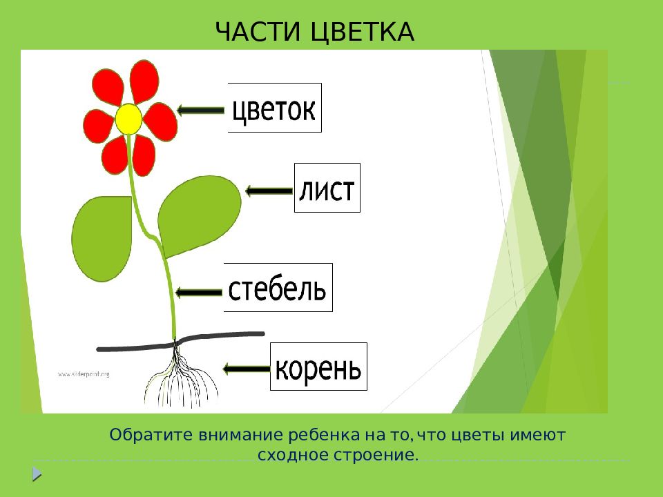 Презентация цветов для детей