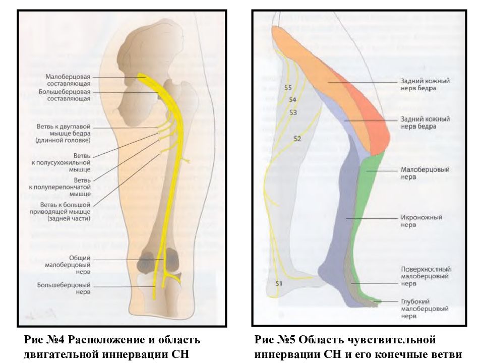 Большеберцовый нерв. Малоберцовый нерв иннервация кожи. Большеберцовый нерв иннервация кожи. Зона иннервации большеберцового нерва. Зона иннервации седалищного нерва.