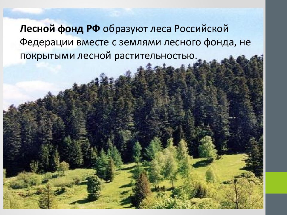 Лес расположен. Земли лесного фонда Российской Федерации. Лесной фонд РФ. Земли лесного фонда презентация. Три группы лесов в Лесном фонде России.