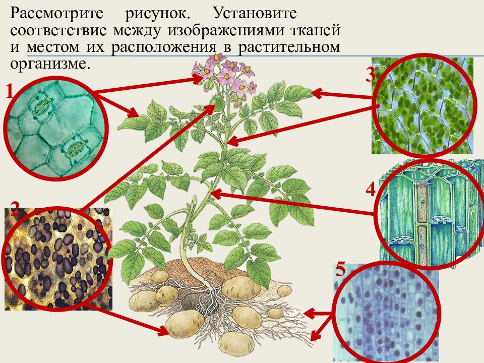 Установите соответствие между растительными тканями изображенными на рисунке и их особенностями