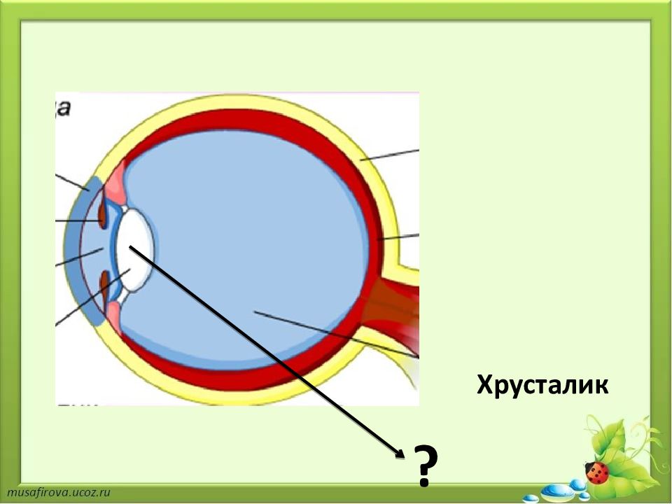 Хрусталик глаза рисунок