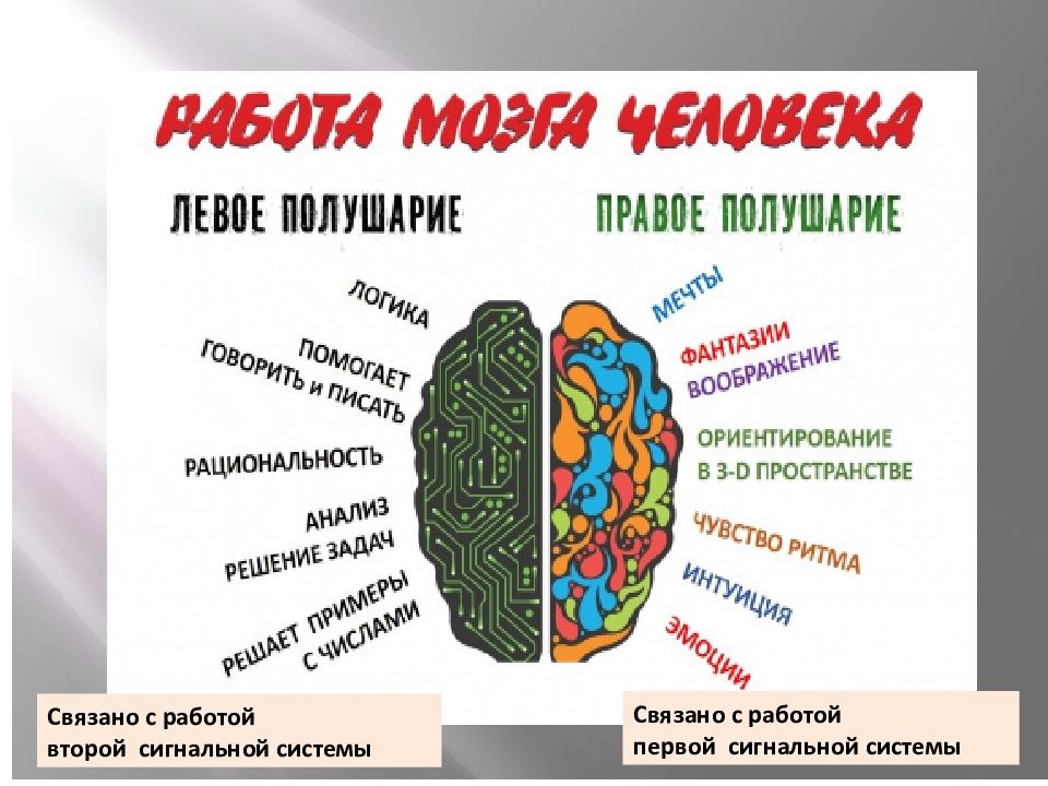 Левое и правое полушарие презентация