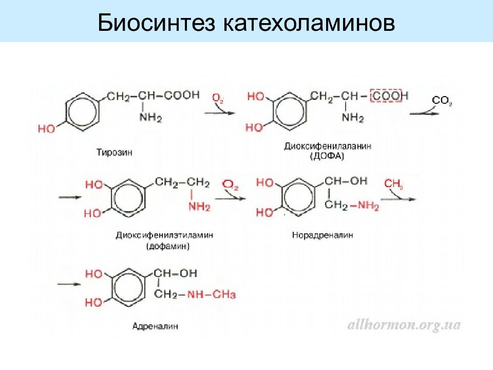 Схема синтеза катехоламинов