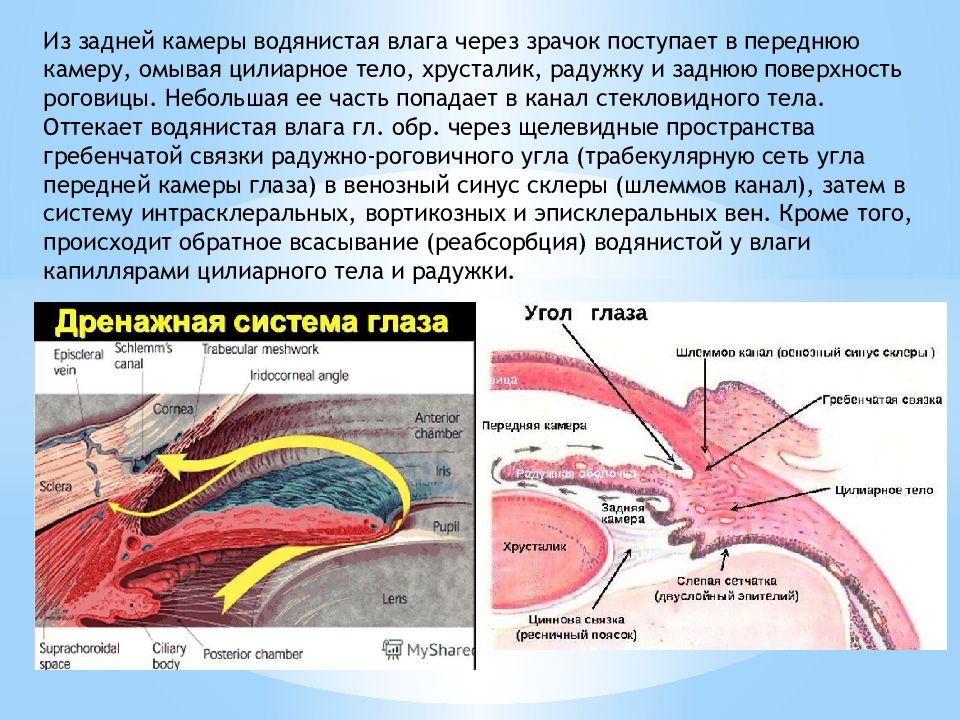 Гидродинамика глаза. Передние и задние камеры глаза. Функции передней камеры глаза. Влага передней камеры глаза. Схема угла передней камеры глаза.