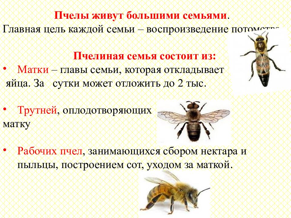 20 мая день пчел. 20 Мая день пчел презентация. Всемирный день пчёл 20 мая картинки. Пчелиный день 28 апреля. 20 Мая Всемирный день пчел в детском саду.