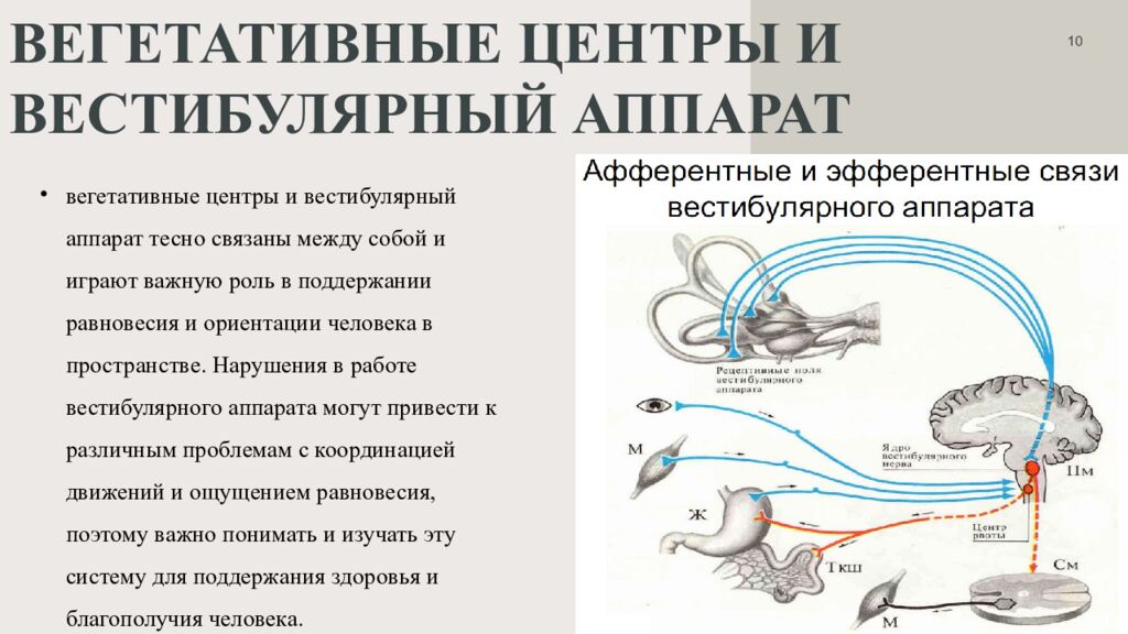 Вегетативные центры и вестибулярный аппарат