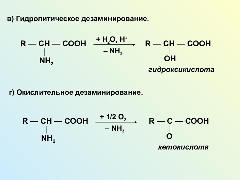 При гидролитическом дезаминировании альфа аминокислот образуется. Реакция окислительного дезаминирования лизина. Реакция окислительного дезаминирования аспарагиновой кислоты. Окислительное дезаминирование аспарагиновой. Гидролитическое дезаминирование аминокислот.