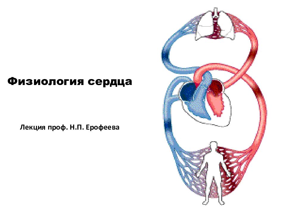 Физиология сердца презентация