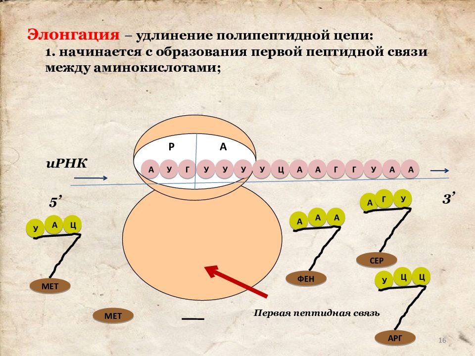 Презентация на тему биосинтез белка