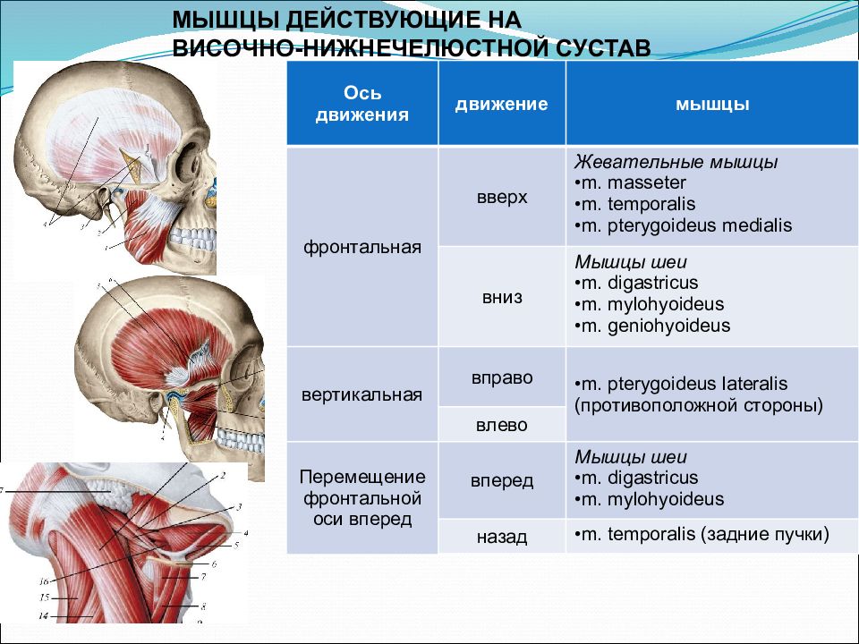 Анатомия внчс презентация