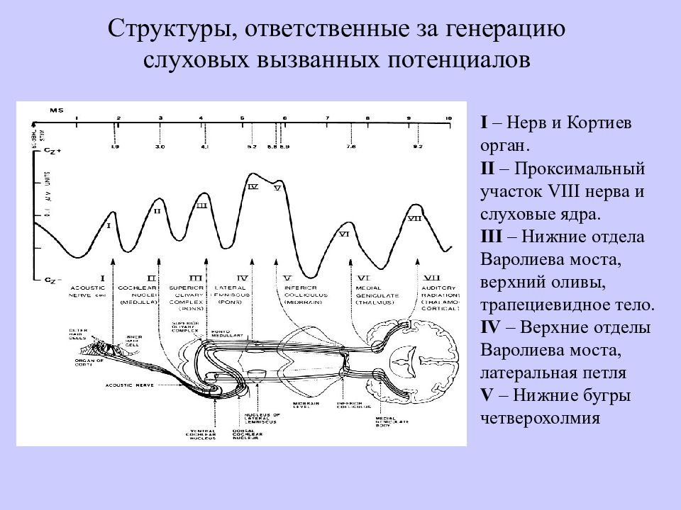 Вызванный исследования. Акустические стволовые вызванные потенциалы. Вызванные слуховые потенциалы обследование что это. Длиннолатентные слуховые вызванные потенциалы норма. КСВП слуховые вызванные потенциалы.