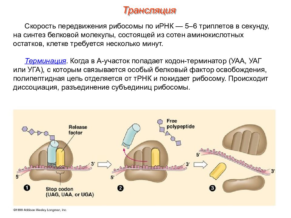 Трансляция белка. Трансляция Синтез белка. Трансляция на рибосоме. Процесс трансляции в клетке. Процесс трансляции на рибосоме.