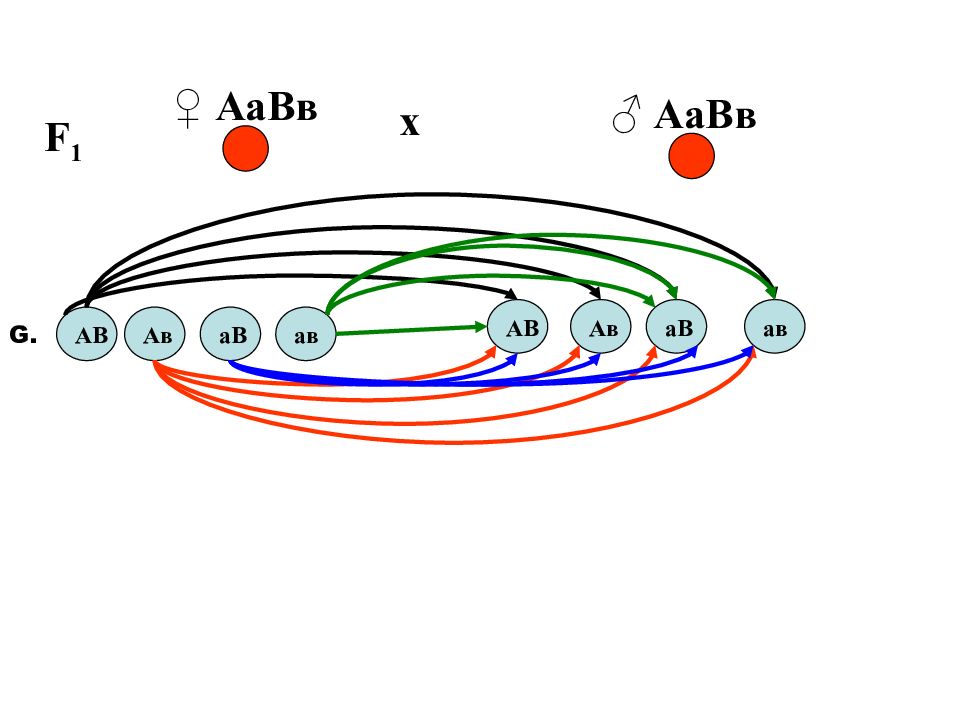 Закон чистоты гамет схема