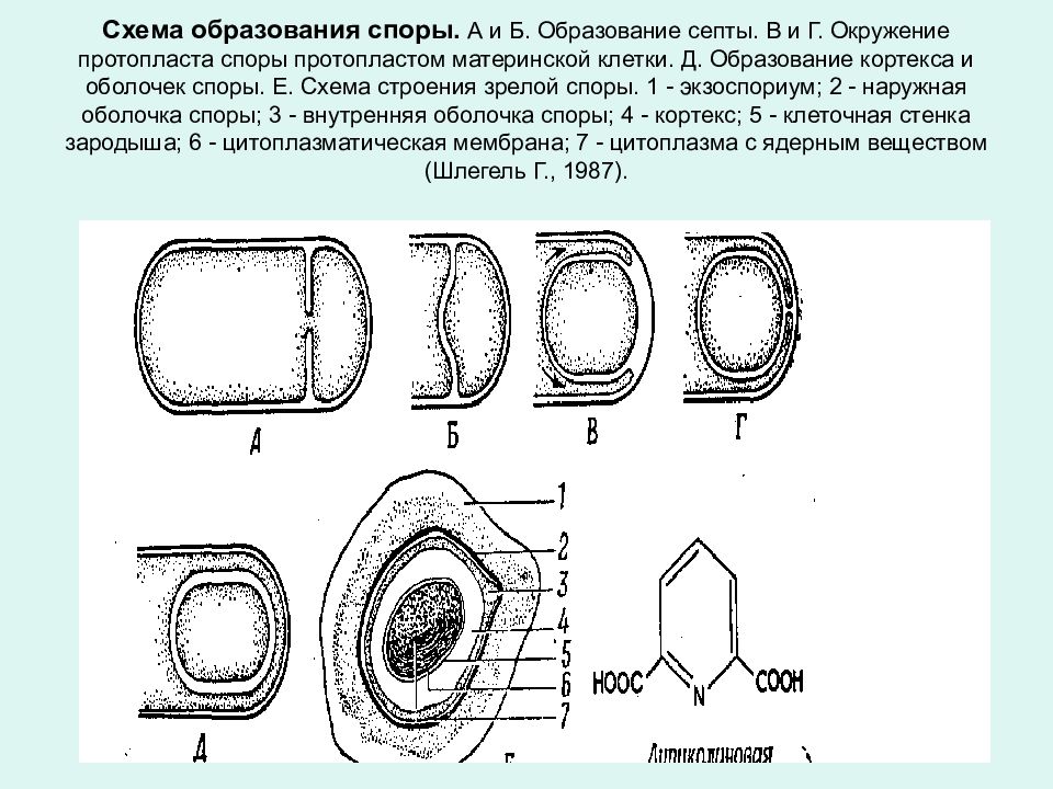 Образование материнских клеток спор