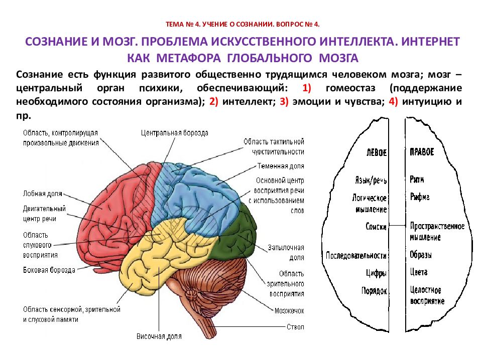 Схема долей головного мозга