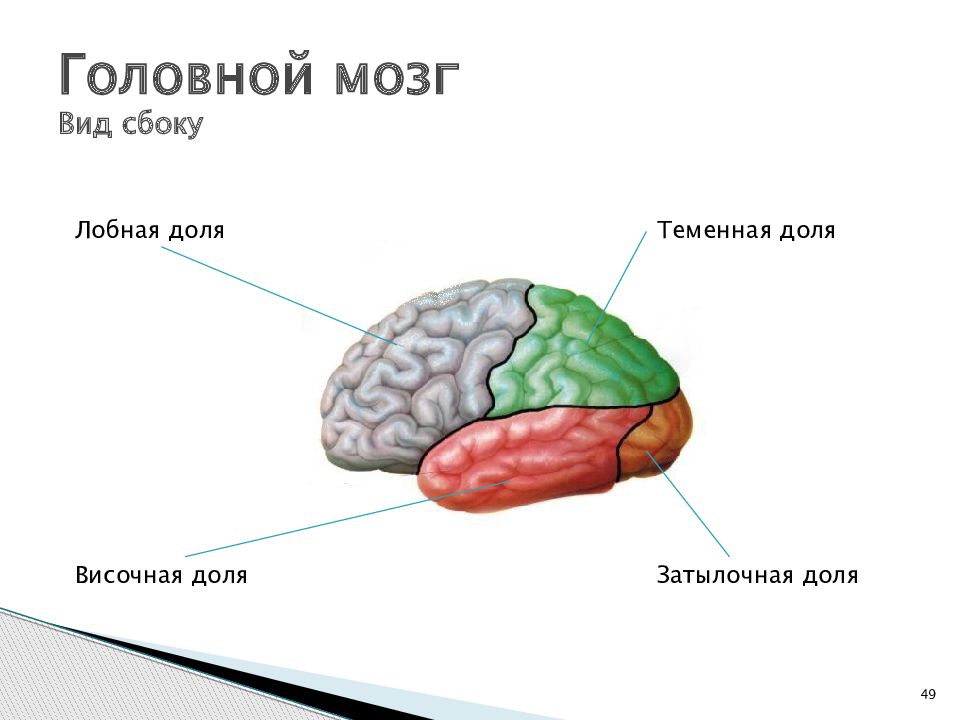 Функции отделов и долей головного мозга. Функции лобной доли головного мозга. Лобные и теменные доли мозга.