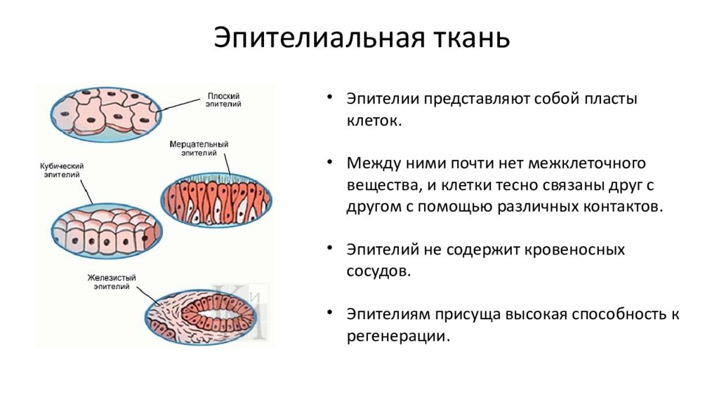 Клетки эпителиальной ткани. Эпителиальная ткань строение межклеточное вещество. Эпителиальная ткань представляет собой клеточный пласт?. Пласты клеток эпителиальной ткани это. Строение клетки эпителиальной ткани.