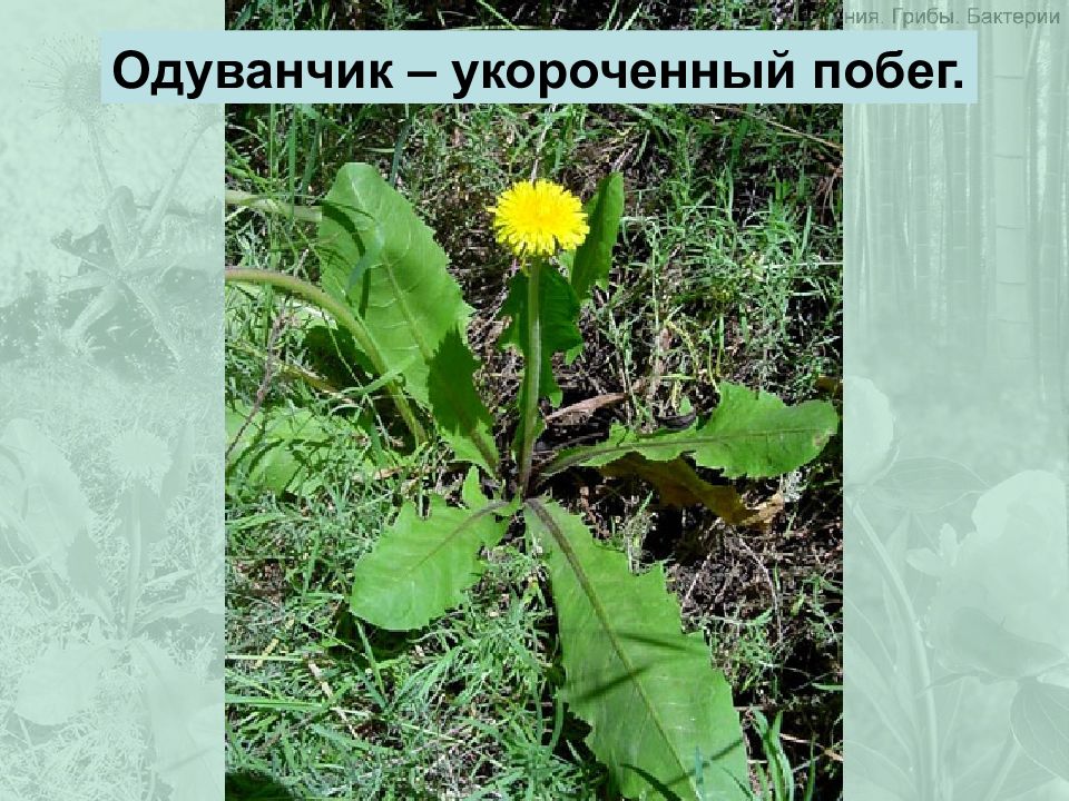Какая система у одуванчика. Одуванчик лекарственный побег. Одуванчик лекарственный стебель. Одуванчик лекарственный стебель прямостоячий. Укороченный стебель одуванчика.